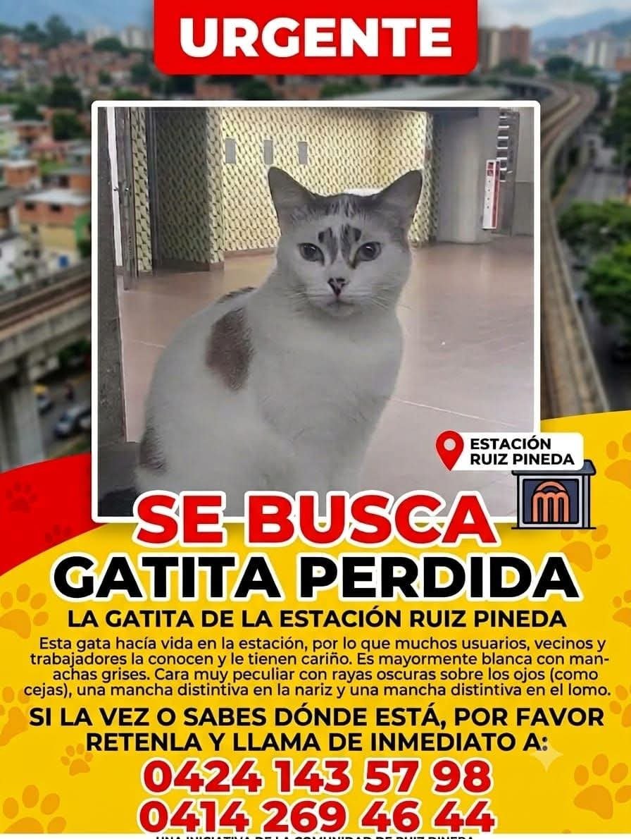 PerroUsuario's tweet photo. Se vió por última por el sector 7 de septiembre cerca de la estación Ruiz Pineda. Caracas https://t.co/0JaU4dQKg4