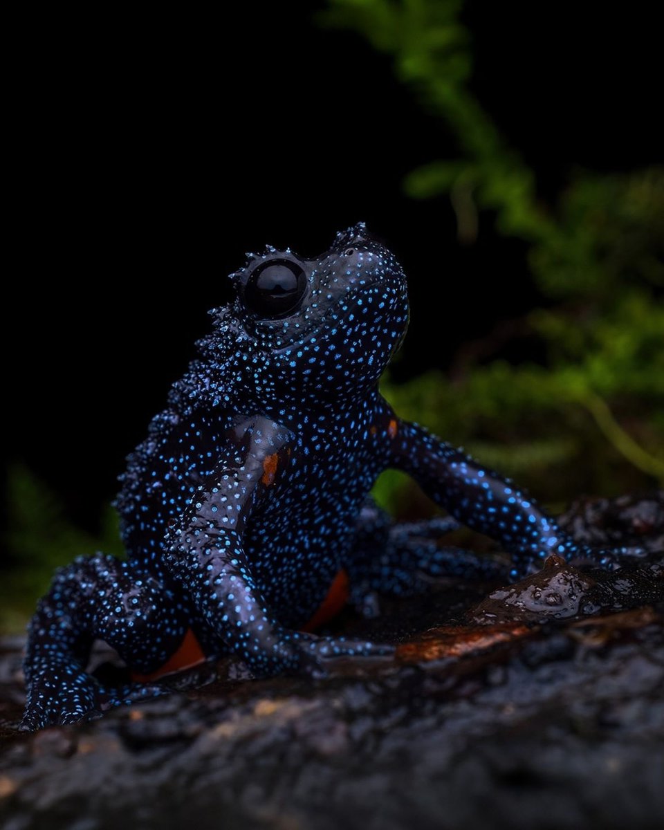 EvolveWildlife's tweet photo. A rare galaxy frog glows like a starfield in the high-altitude evergreen shola forests of the Western Ghats.

📷 Gyana Mohanty https://t.co/rmmpcIP93x