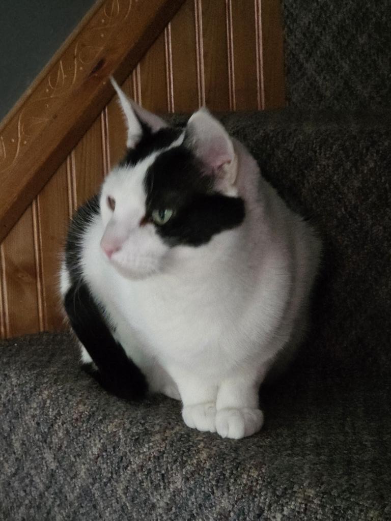 TheSprinklesCat's tweet photo. Cat grass or tuna go-gurt?!? Can't I get both of them, Meowmy?!? Hope mew have a purrfect #WhiskersWednesday! #cowcat #CatsOfTwitterX #AdoptDontShop #StaySafeFurrends https://t.co/ynCGeoY5X8