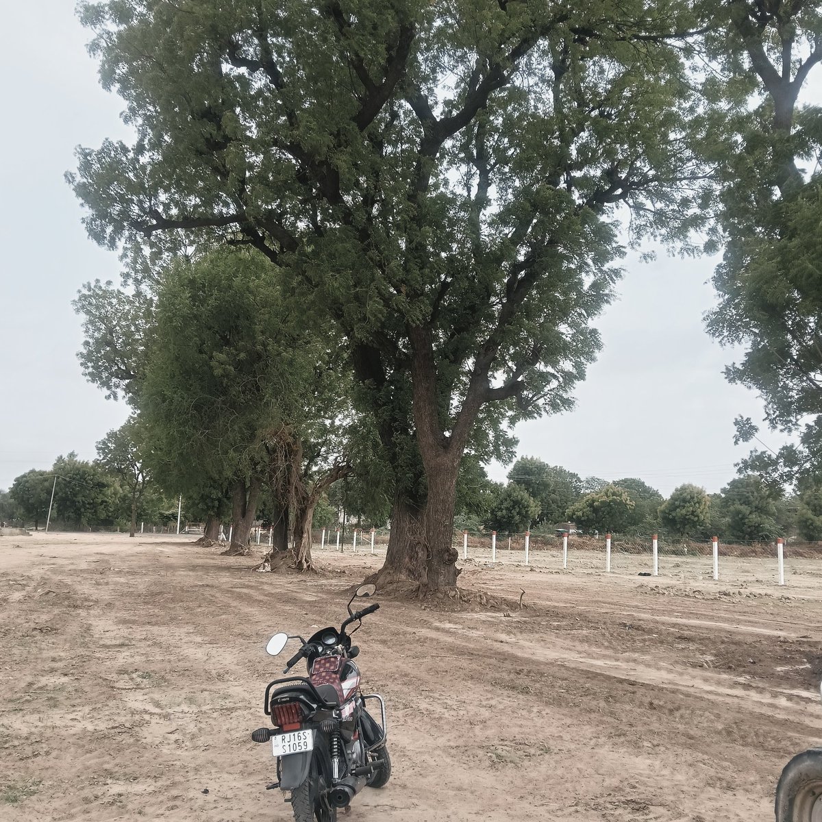par_vind's tweet photo. 100years old neem trees cutting in sayla rajasthan 
#sdmjalore #sdm #dcoffice https://t.co/mkMIsvZQmM