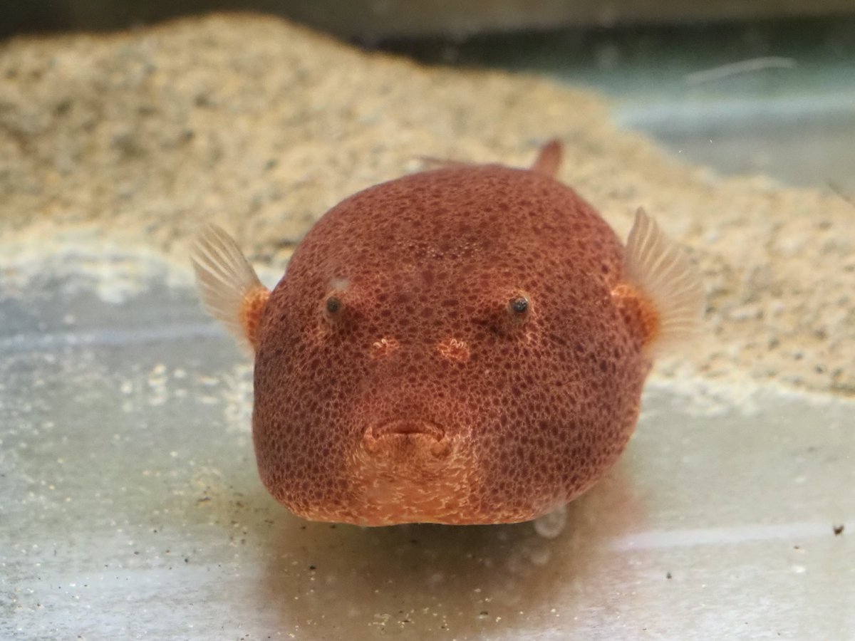 京都淡水フグ研究所 (@Fwpuffers) / Posts / X