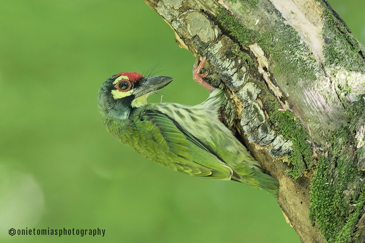 BSTscapes's tweet photo. Coppersmith Barbet https://t.co/vf787VaQ0R