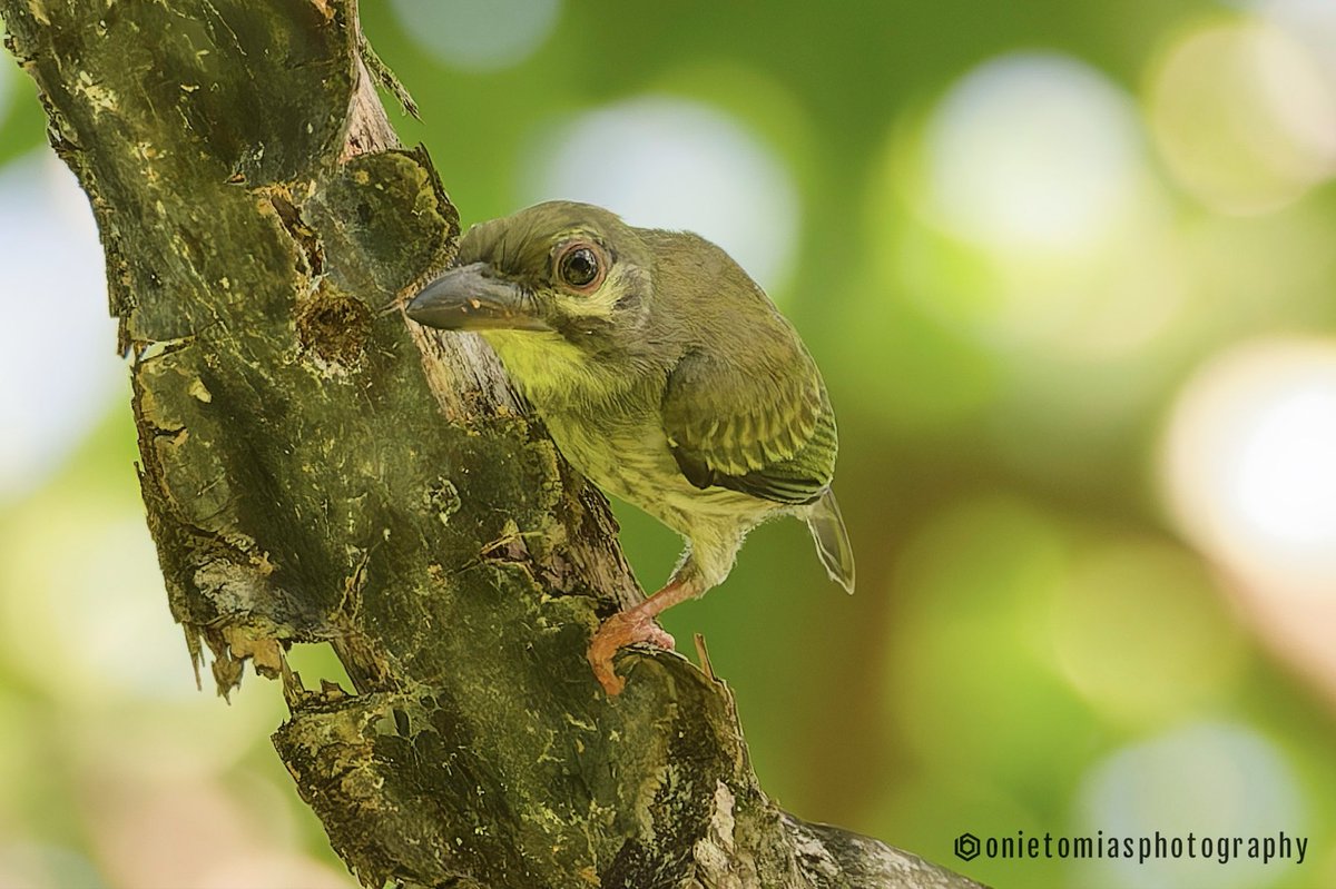 BSTscapes's tweet photo. Coppersmith Barbet https://t.co/vf787VaQ0R