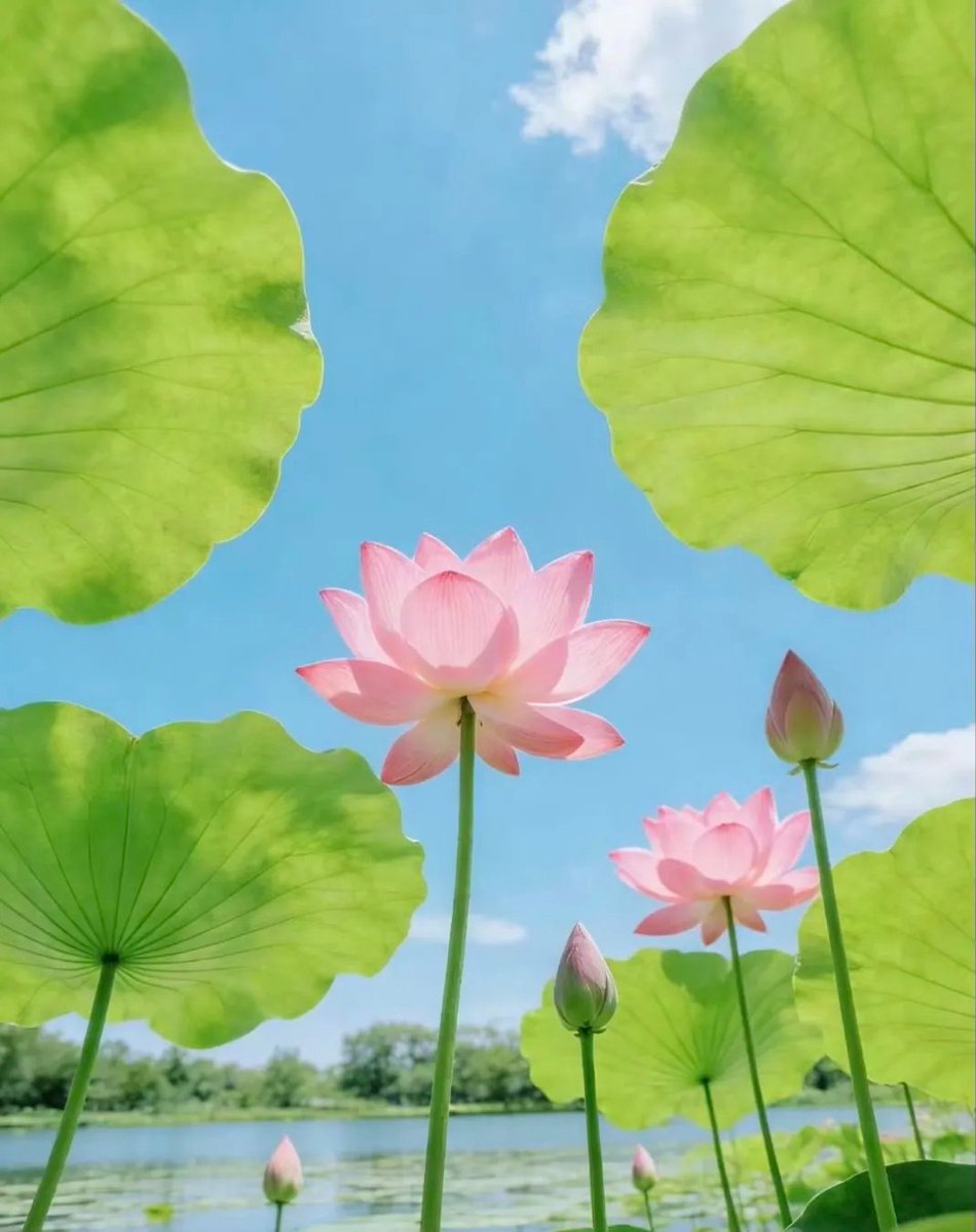 Tudou230140's tweet photo. 映日荷花别样红 https://t.co/QpqxTWvSW0
