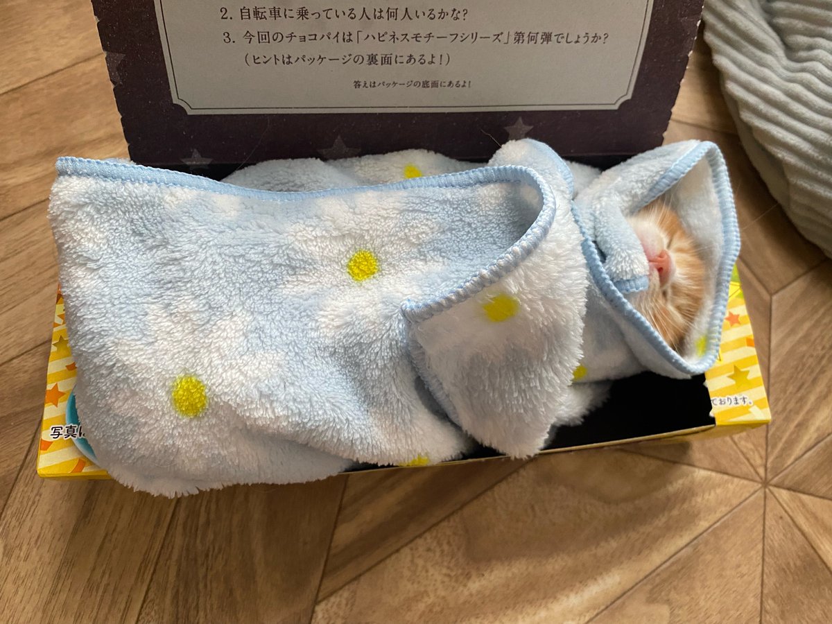 yapomesa's tweet photo. 社畜ども
残念な知らせだ
政府により子猫の配給に規制が入ってしまった
これからは配給の頻度は下がってしまうだろう
なので本日はチョコパイを配給する https://t.co/ojjivevCMG