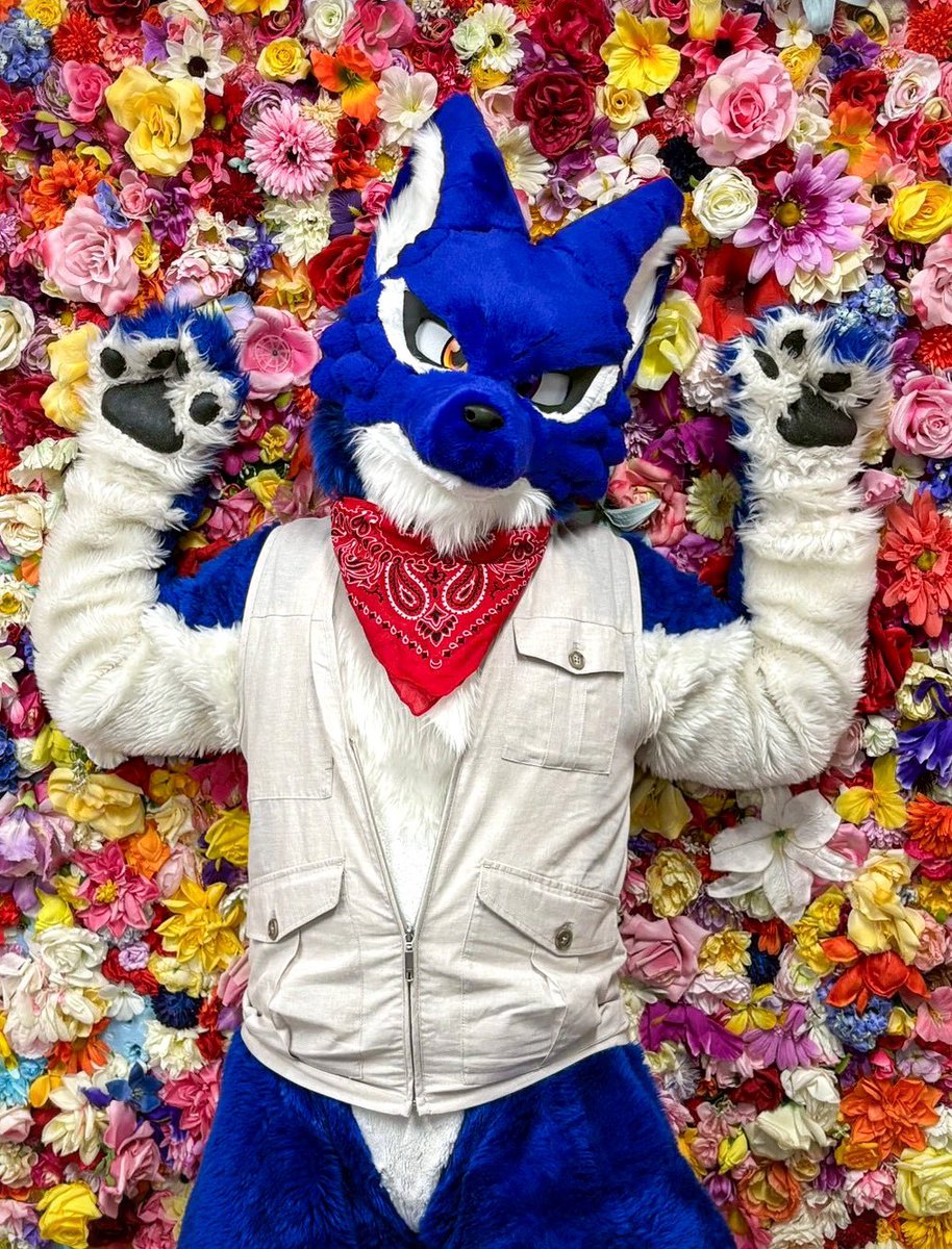 red13nanaki's tweet photo. 花に囲まれてるんじゃない。

花のほうが、俺を囲みに来たんだ。🐺🌹

ルーランド
#FursuitEveryday 
#ケモノフォーカス https://t.co/oqBCStS54R