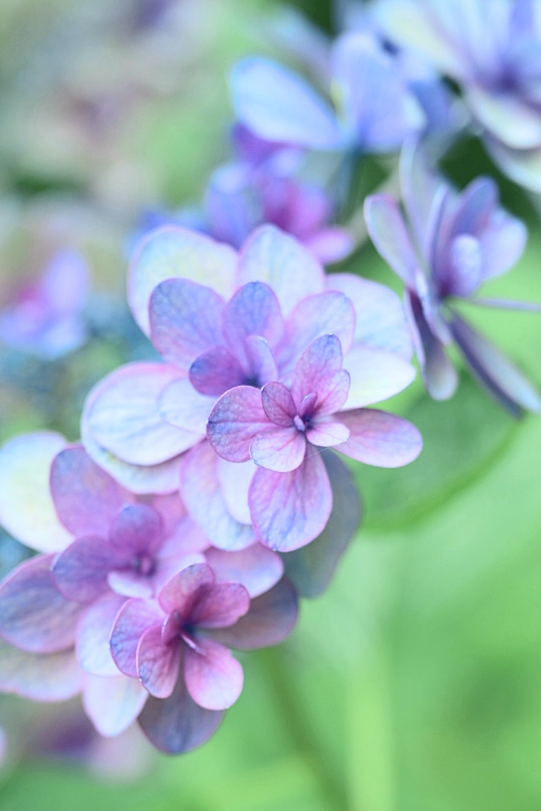 TwinsMeg11's tweet photo. 紫陽花の額（ガク）
これがお花じゃないなんて
信じられないくらい可愛い♪ https://t.co/Jaynu8lZwq