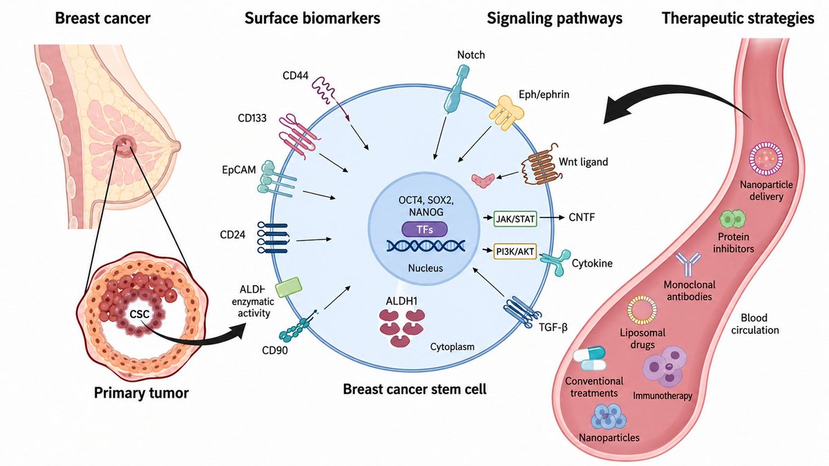 skymeds_store's tweet photo. In 2017, a bombshell study came out of Mexico City.

Mexican researchers dropped a paper titled “Ivermectin as an inhibitor of Cancer Stem Cells” .

They took a deep look at something that had been sitting in plain sight for years. And they found that Ivermectin didn't just slow down breast cancer cells – it preferentially targeted and inhibited the cancer stem‑like cells (CSC) that drive tumor growth, metastasis, and recurrence .

Here's what makes that so important: Cancer stem cells are the reason conventional treatments like chemo often fail. They survive, hide, and regenerate. They're the root of the problem. Ivermectin goes after that root.

It also outperformed Paclitaxel, a standard chemotherapy drug, against these stem cells . The study found that Ivermectin preferentially inhibited the viability of CSC‑enriched populations, while Paclitaxel showed the opposite pattern . That's not a small detail.

How long have we known Ivermectin could be used against cancer? Since 1996 .

Over 25 years of research showing it can reverse multidrug resistance, target cancer stem cells, and exert antitumor effects . And yet, it's still being dismissed as "horse paste."

Women with advanced breast cancer deserve better.

They deserve to know about a safe, cheap, off‑patent drug that's been shown to outperform chemo in targeting the cells that actually matter.

The system won't tell you this. So I will.