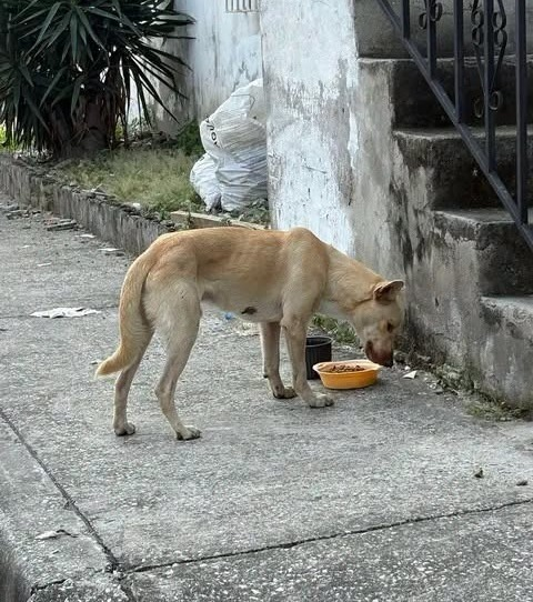 DefensoresAn's tweet photo. Norte de #Guayaquil #Bastionpopular
Perro maltratado por sus tutores, lo golpean, lo lanzan escalera abajo, los vecinos le dan de comer.  Lo echan d la casa pero el animal regresa. Urge rescate. Contacto: 0997170860 @Proanimal_gye @181Responde @taticoronelf @LFC014 @EmergenciasEc https://t.co/zNfapqX211