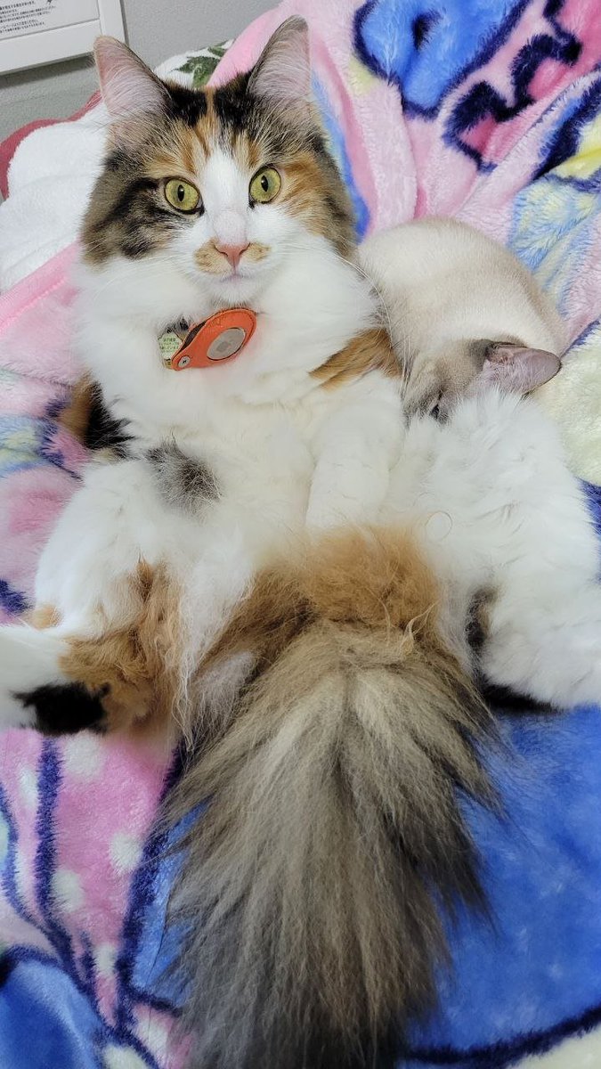 Atra10454269's tweet photo. 難易度★★★☆☆
トイボブを探せ。
#猫のいる暮らし https://t.co/dNoK0KgGrt