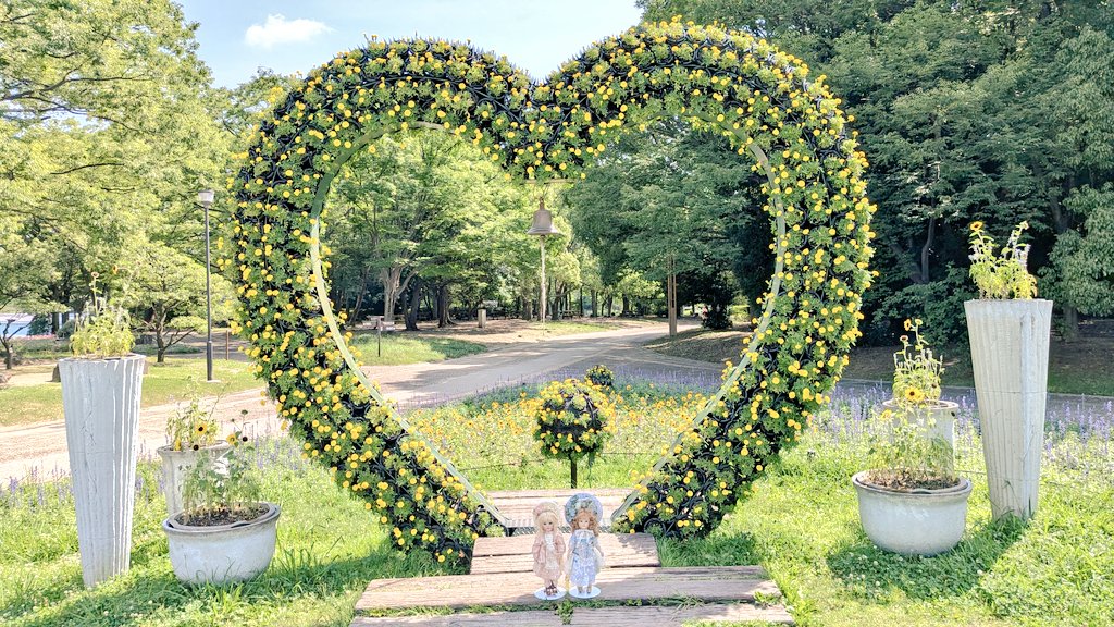 GINkikyo's tweet photo. 長居公園植物園に行きました。

小さいひまわりの名前をなんて言うのか分からず、よく「ひまわりの赤ちゃん」と呼んでいました���
ミニひまわりや小夏とか？言うみたいですね。
八重のひまわりも有りました☺️

＃長居植物園
＃長居公園植物園
＃ミニひまわり
＃カンナ https://t.co/CkPR7ERHtt
