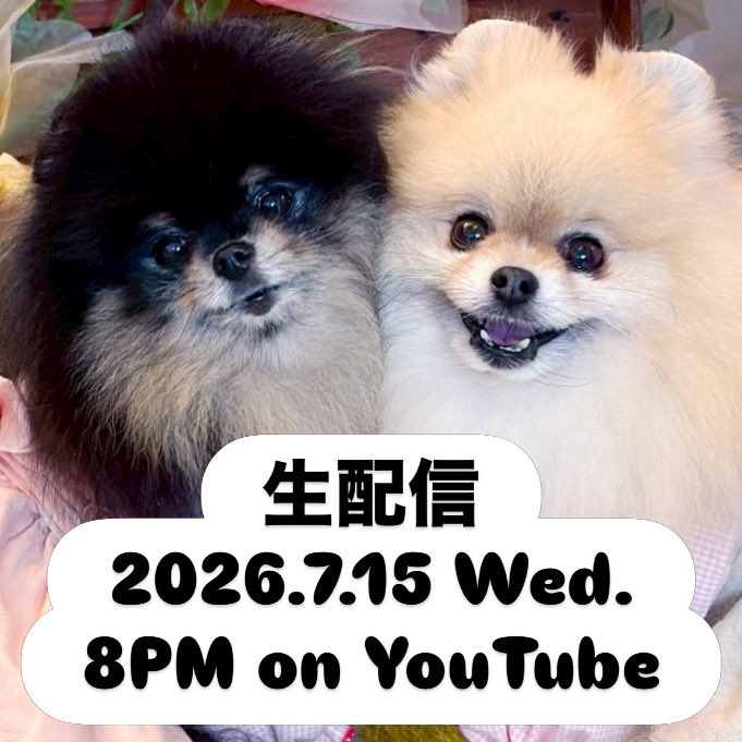 hanapomech's tweet photo. 本日20時より配信します！

短めに予定しているので、はなの登場は現在も未定です🙏内容は作っていただいたハンドメイドハンコの紹介、ディズニーシーのお土産開梱とはなの状況報告になります❣️🙇

URL分かり次第また告知します！ https://t.co/dfQXXpbttu