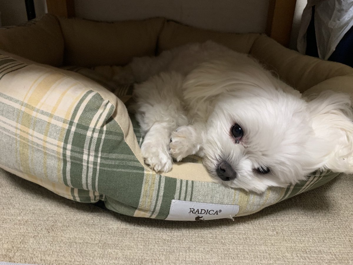 namugi12's tweet photo. 眠たそうにしてて可愛い。

#マルチーズ https://t.co/5obKzcCOmi