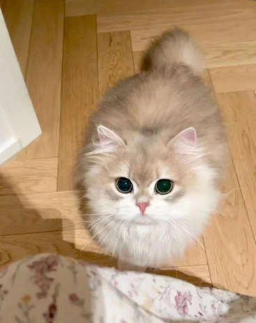 xhkmo's tweet photo. 猪猪 https://t.co/YBoZq1CVRc