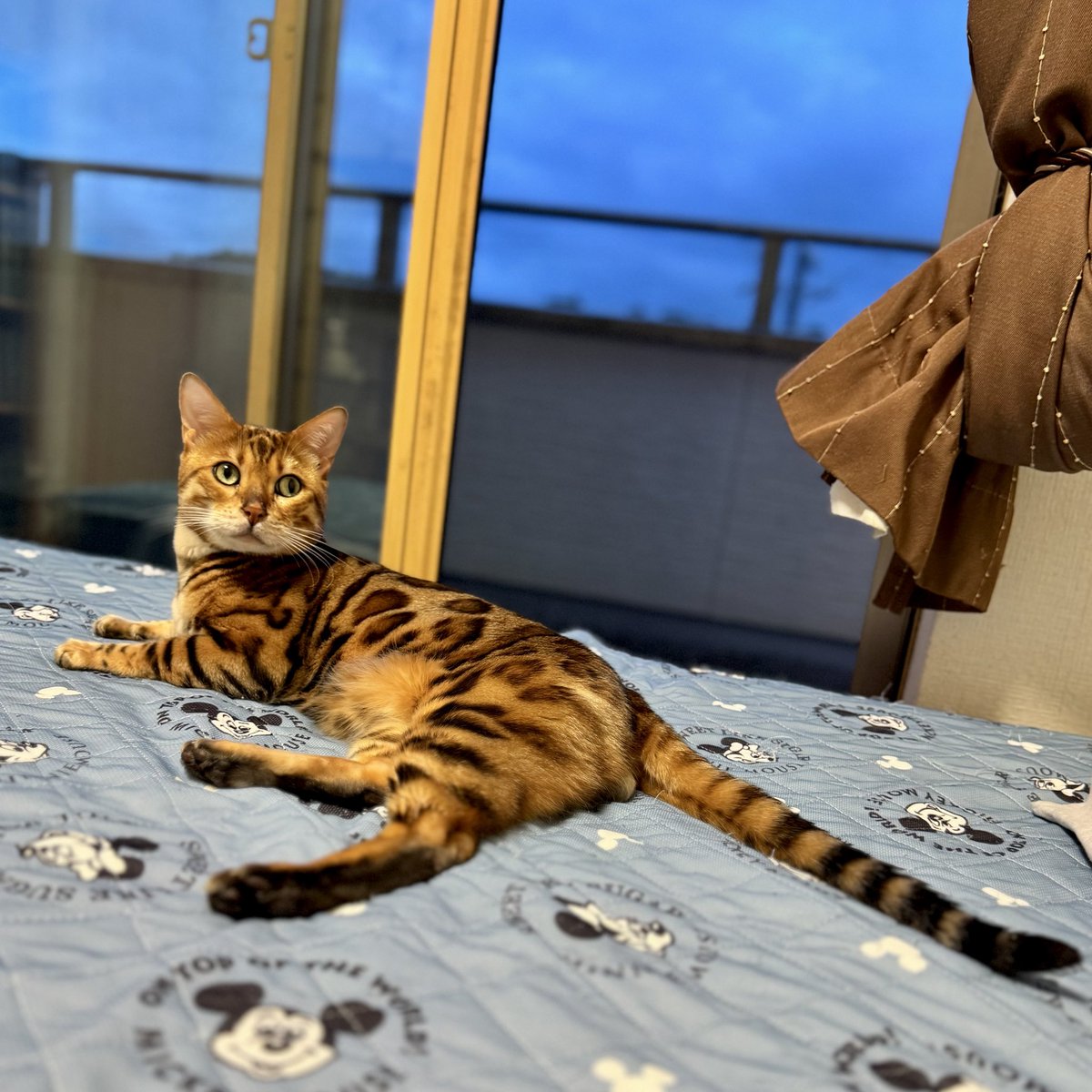 redcomet1113's tweet photo. しっぽも投げ出してすわると気持ちいい
#マイケル 
#ベンガル #ベンガル猫 
#猫のいる暮らし #猫のいる生活 #猫のいる幸せ #ブリーダー #alancathee https://t.co/slc3sC91Fi