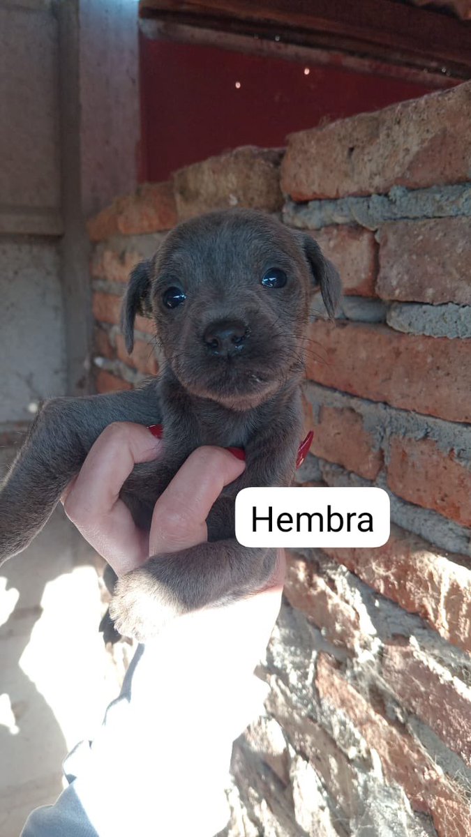 OMFA_Refugio's tweet photo. Miren lo que son estas bellezas!! Están en adopcion súper responsable!! 
Se entregan con compromiso de castracion obligatoria y seguimiento. Están desparasitados. 
La mamá es tamaño chico pero el papa no sabemos! 
Nos encontramos en Moreno y General Rodríguez
WhatsApp 1123750899 https://t.co/D7poideArO