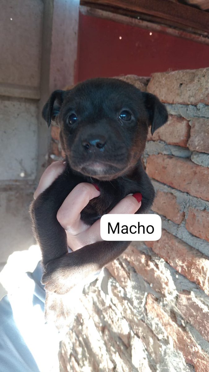 OMFA_Refugio's tweet photo. Miren lo que son estas bellezas!! Están en adopcion súper responsable!! 
Se entregan con compromiso de castracion obligatoria y seguimiento. Están desparasitados. 
La mamá es tamaño chico pero el papa no sabemos! 
Nos encontramos en Moreno y General Rodríguez
WhatsApp 1123750899 https://t.co/D7poideArO