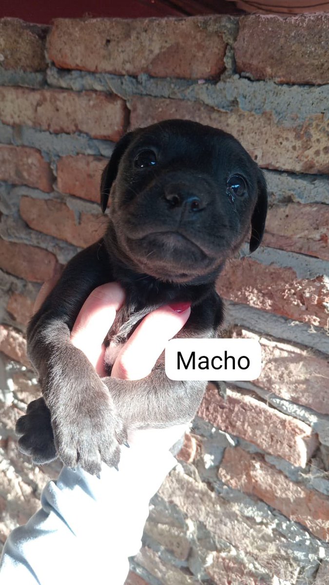 OMFA_Refugio's tweet photo. Miren lo que son estas bellezas!! Están en adopcion súper responsable!! 
Se entregan con compromiso de castracion obligatoria y seguimiento. Están desparasitados. 
La mamá es tamaño chico pero el papa no sabemos! 
Nos encontramos en Moreno y General Rodríguez
WhatsApp 1123750899 https://t.co/D7poideArO