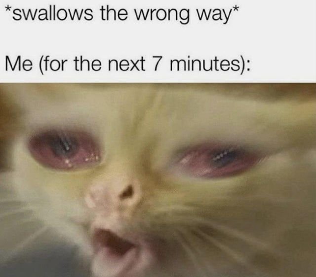 Coughing Cat tweet media