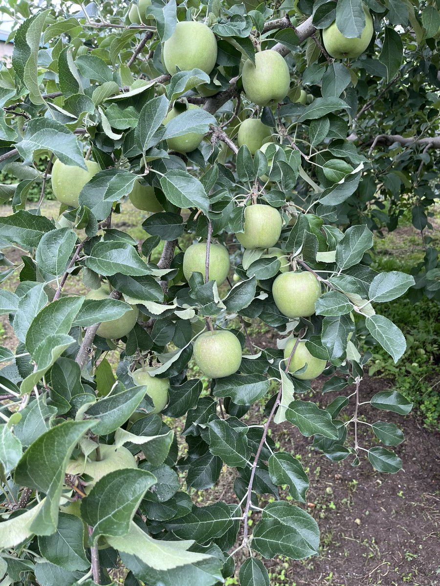 なんとなく8月のリンゴに見えたけど、開花早かったからそりゃそうだよ