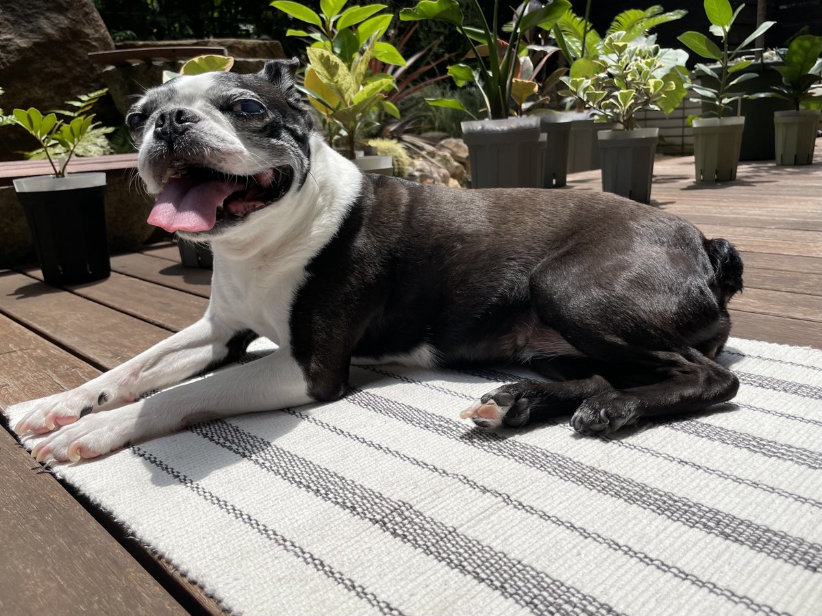 bowmoon's tweet photo. ニヤリ☀️🐶😎 https://t.co/azWn5F5Q1b