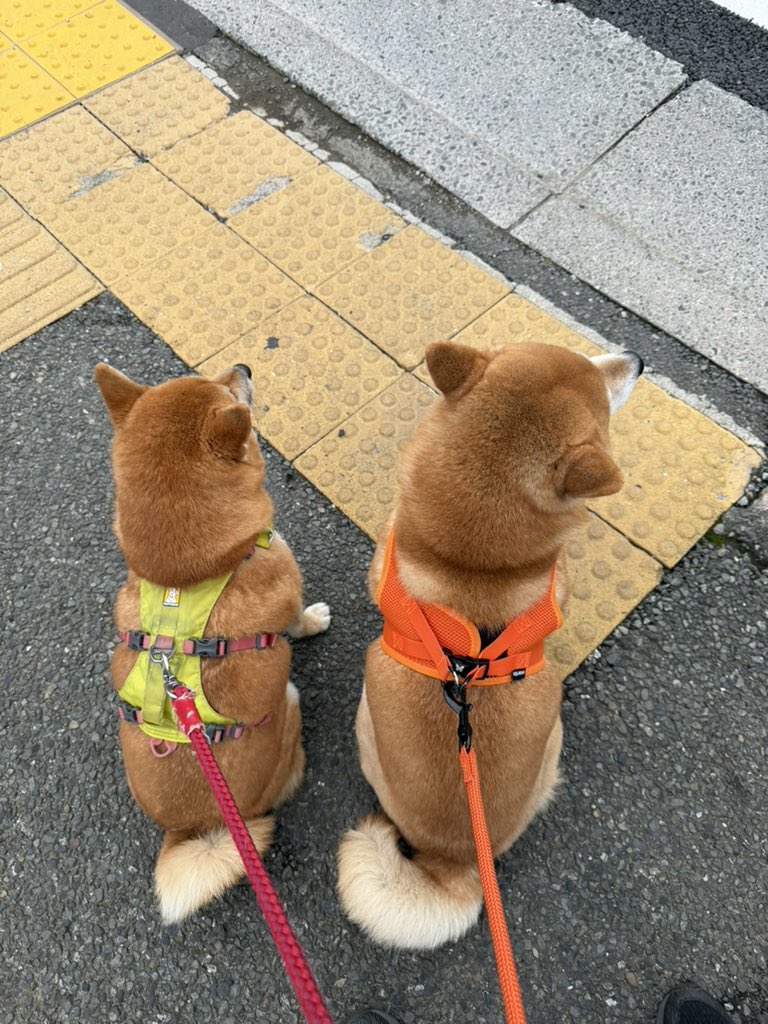 cl0c0b's tweet photo. やっぱ2名同じの並ぶとかわいい https://t.co/z59N1UQN33