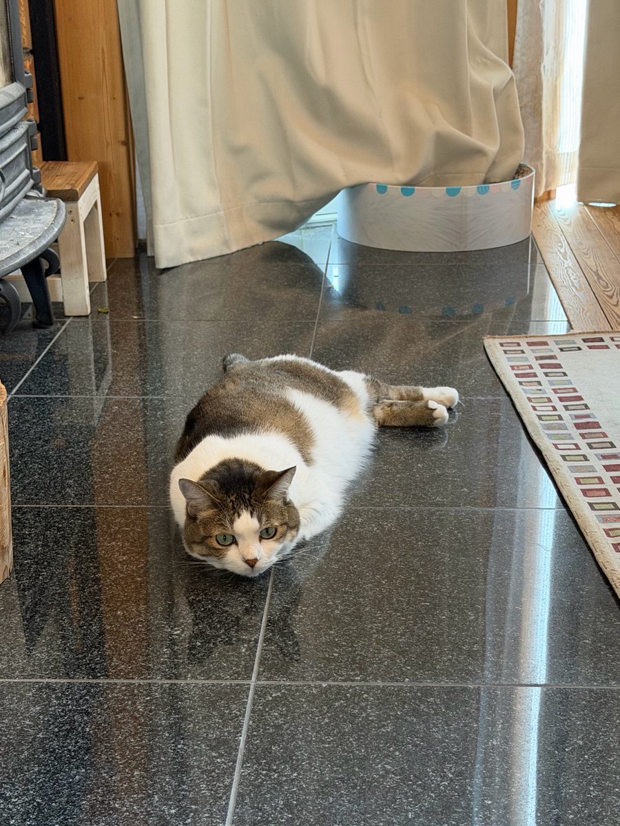 tanutanu_cat's tweet photo. 打ち上げられた猫アザラシ🦭 https://t.co/3OPe8jF9GZ