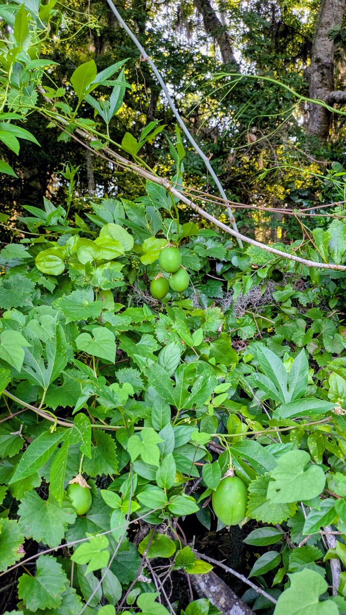 AngieWMansfield's tweet photo. It's fascinating to see maypops, passion fruit growing this season in the wild.  Native to the Amazon rainforest, this climbing vine plant grows the most stunning bloom. https://t.co/ETIIOjMJdi