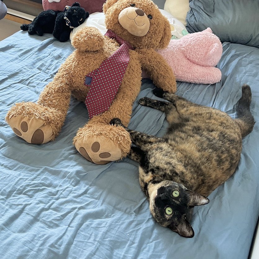 nadeko_cat's tweet photo. オトモダチとだらだらしてる🤭

#猫好きな人と繋がりたい #猫好きさんと繋がりたい #猫のいる幸せ https://t.co/8EIntup5GZ