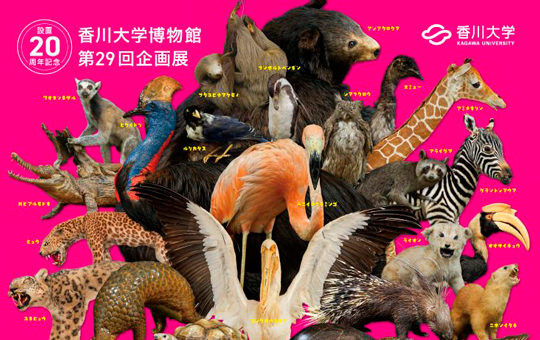 koho_center1's tweet photo. 【News】
香川大学博物館 第29回企画展「くらべてみよう動物のからだ」開催について
詳しくは大学HPへ
https://t.co/ZCyxFPY6AZ https://t.co/T7u1YnXlRV