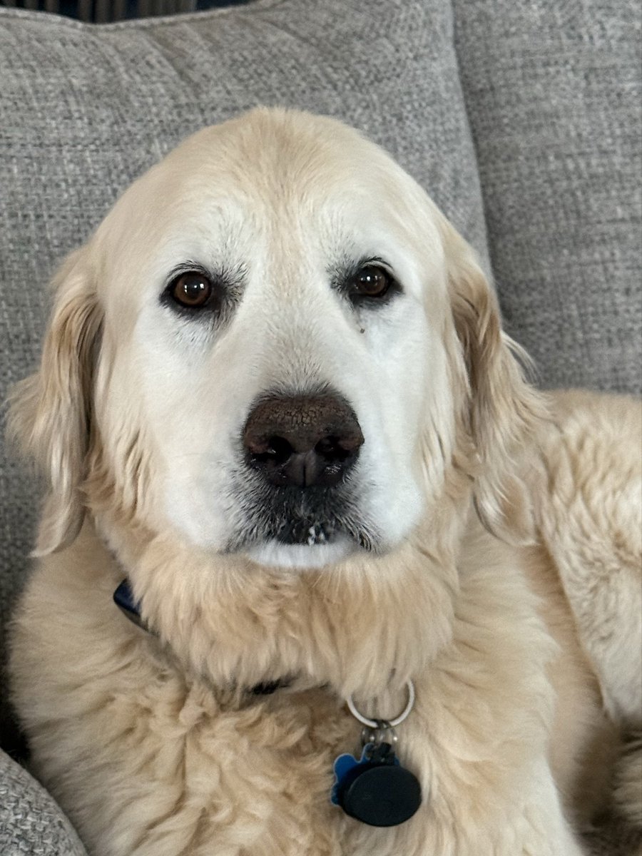 cryypt1d_'s tweet photo. The canine in question: https://t.co/rVgDcTRpIB