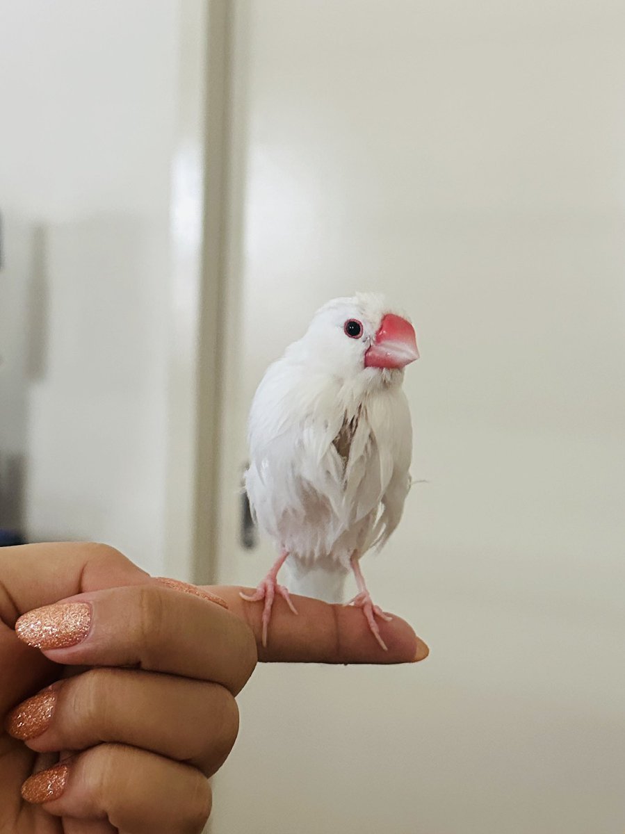 samuraimix's tweet photo. パパ•レモン🍋とママ•ナムちゃんのかわいい息子文鳥さんは元気です🍑 https://t.co/4okYh5jZ0Z