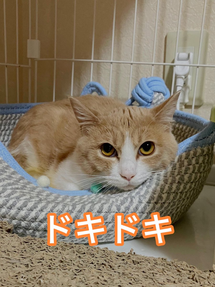 wanekocafe's tweet photo. 【里親様募集中】

ちゃい君　薄茶白　推定11カ月の男の子

去勢手術済　マイクロチップ装着済
３種混合ワクチン接種済　FeLV.FIV共に陰性　​駆虫済

100頭規模の多頭飼育崩壊現場から救出されて和猫かふぇに来たため、とても怖がりです。
慣れるまでゆっくり寄り添ってくださる里親様を探しています。 https://t.co/nsg3oBo5Kx