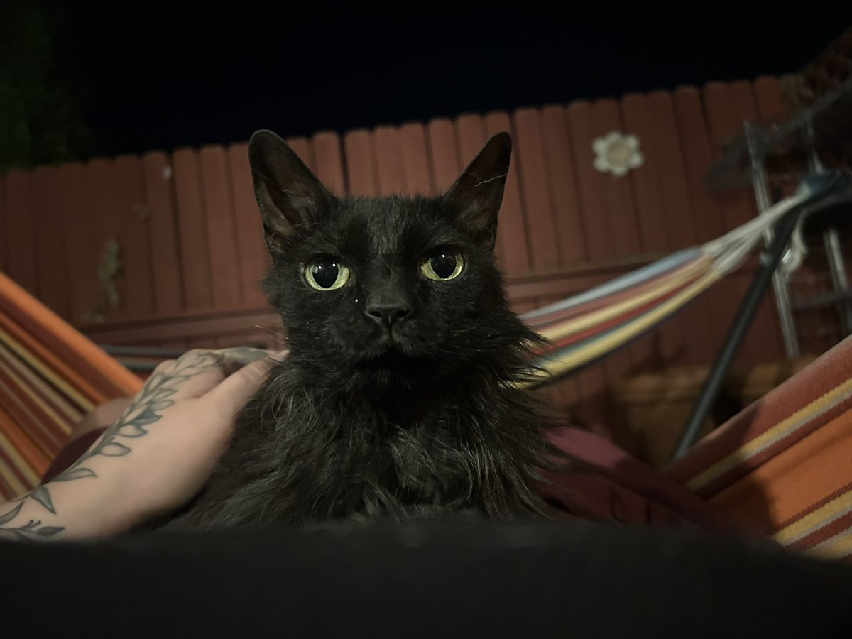 kenjhrt's tweet photo. when vehicles drive by loud as fuck at night they bring about remnants of intense childhood anxiety like i am filled with absolute dread for a few seconds. good thing she protects me https://t.co/IG4VYLjh5Q