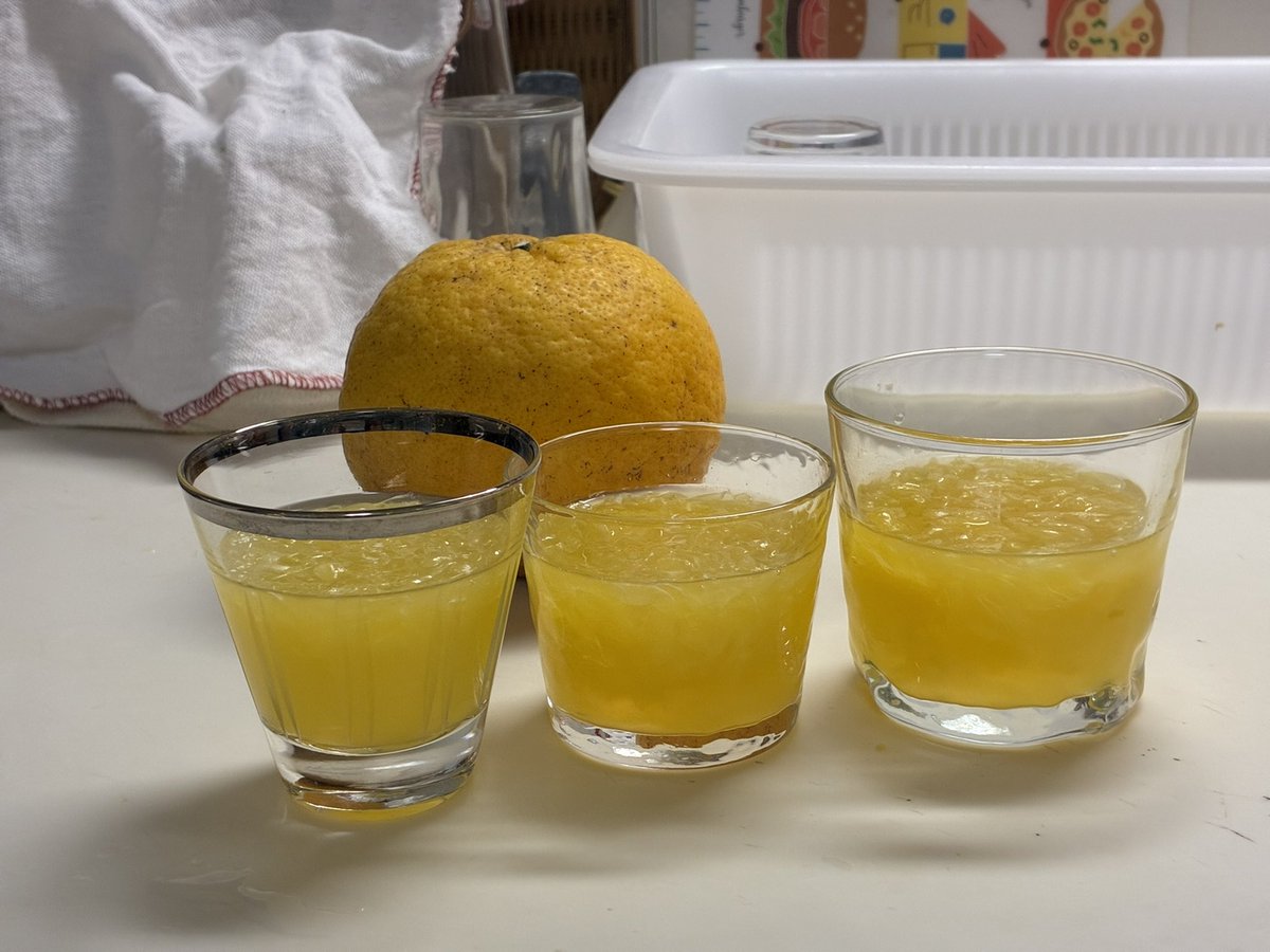 kinokokt's tweet photo. 西伊豆で買ってきた甘夏でゼリー仕込んだ！ https://t.co/0OGkGooxpG