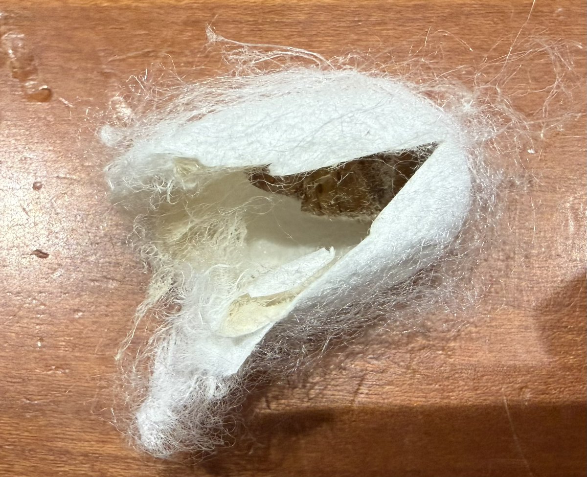 smomocow's tweet photo. 帝王切開で爆誕。
#蚕蛾 https://t.co/h2KKwirnTD