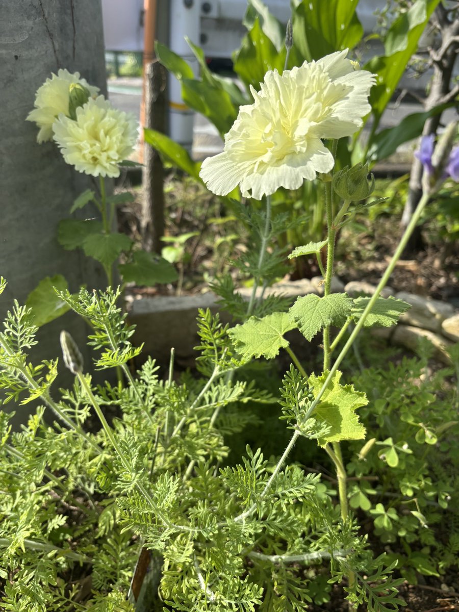 miyuki__okubo's tweet photo. 【松本市３７度】
梅雨明けを、いち早く感じたくて、今年植えた「立葵」がてっぺんまで（だけ💦）咲きました🍌暑いです💦💦
今日は「厚生委員会」です https://t.co/LIVAv7hfh0