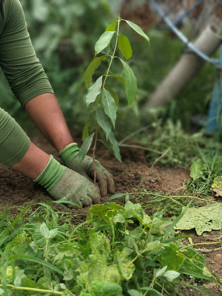 TreecoinOfc's tweet photo. 🌳 Tree #6 is in the ground.
Every tree is a step toward a greener future—not just a promise, but real action. 🌱
Goal: 10,000 Trees 💚
Join the movement and grow with us.
#TREECOIN #Solana #PlantTrees #GreenFuture https://t.co/C1PVnNzWWw