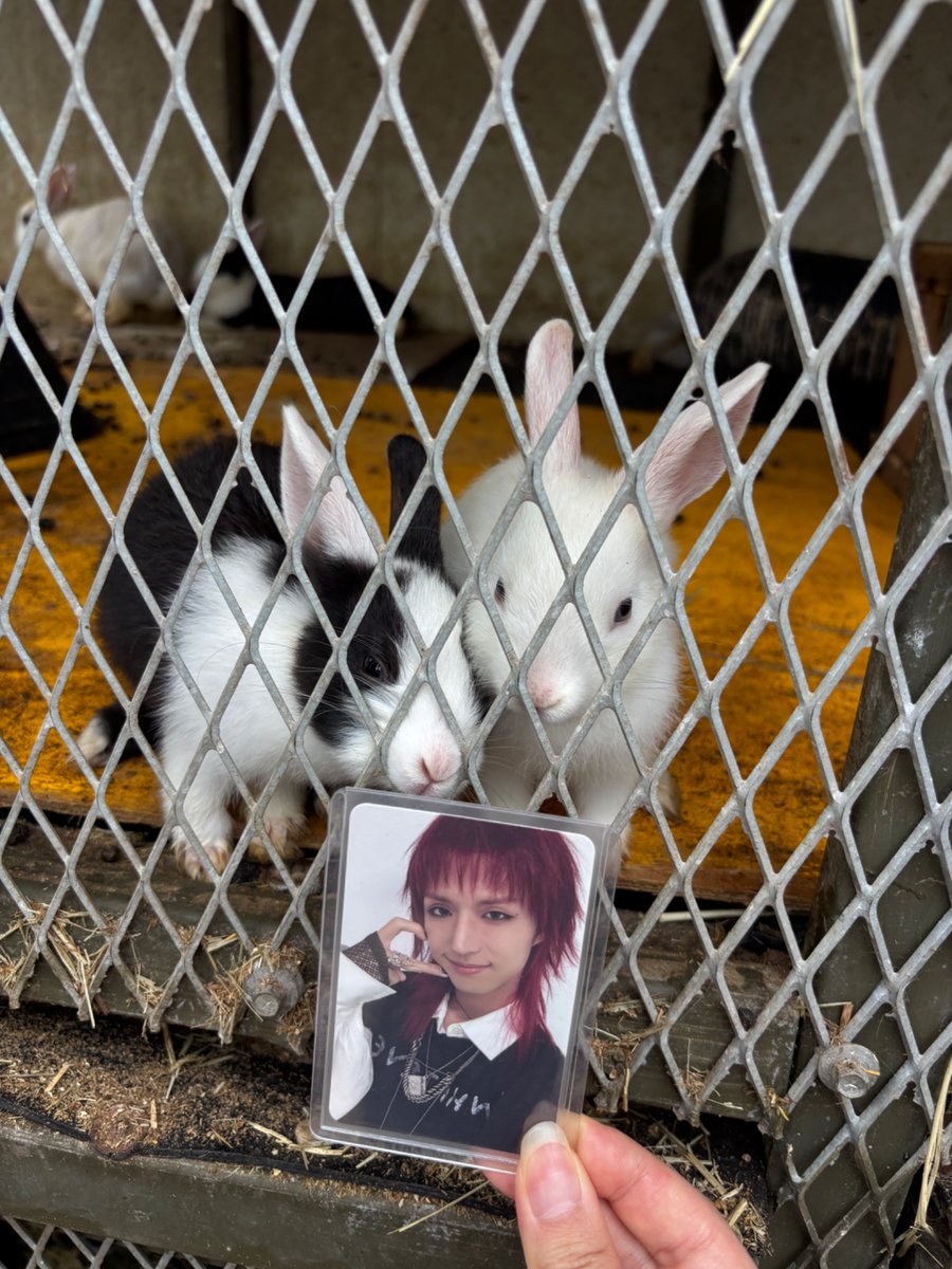 baengduu's tweet photo. They recognize him as their own iktr 🐇🐇 https://t.co/uLdMiPZOL4