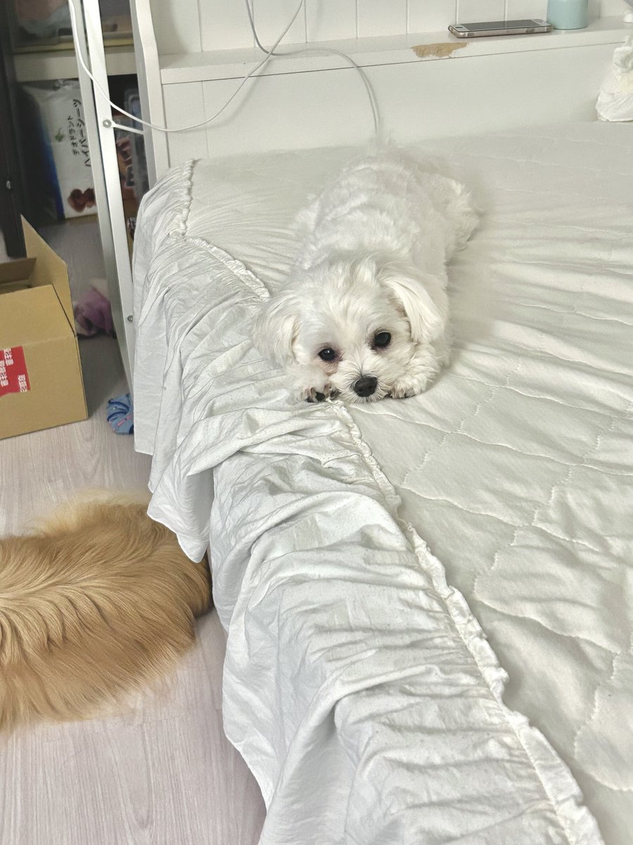angel2coco's tweet photo. それぞれの異なるあざとさを見せてくれるココルル姉妹 https://t.co/oMlDdNgitc