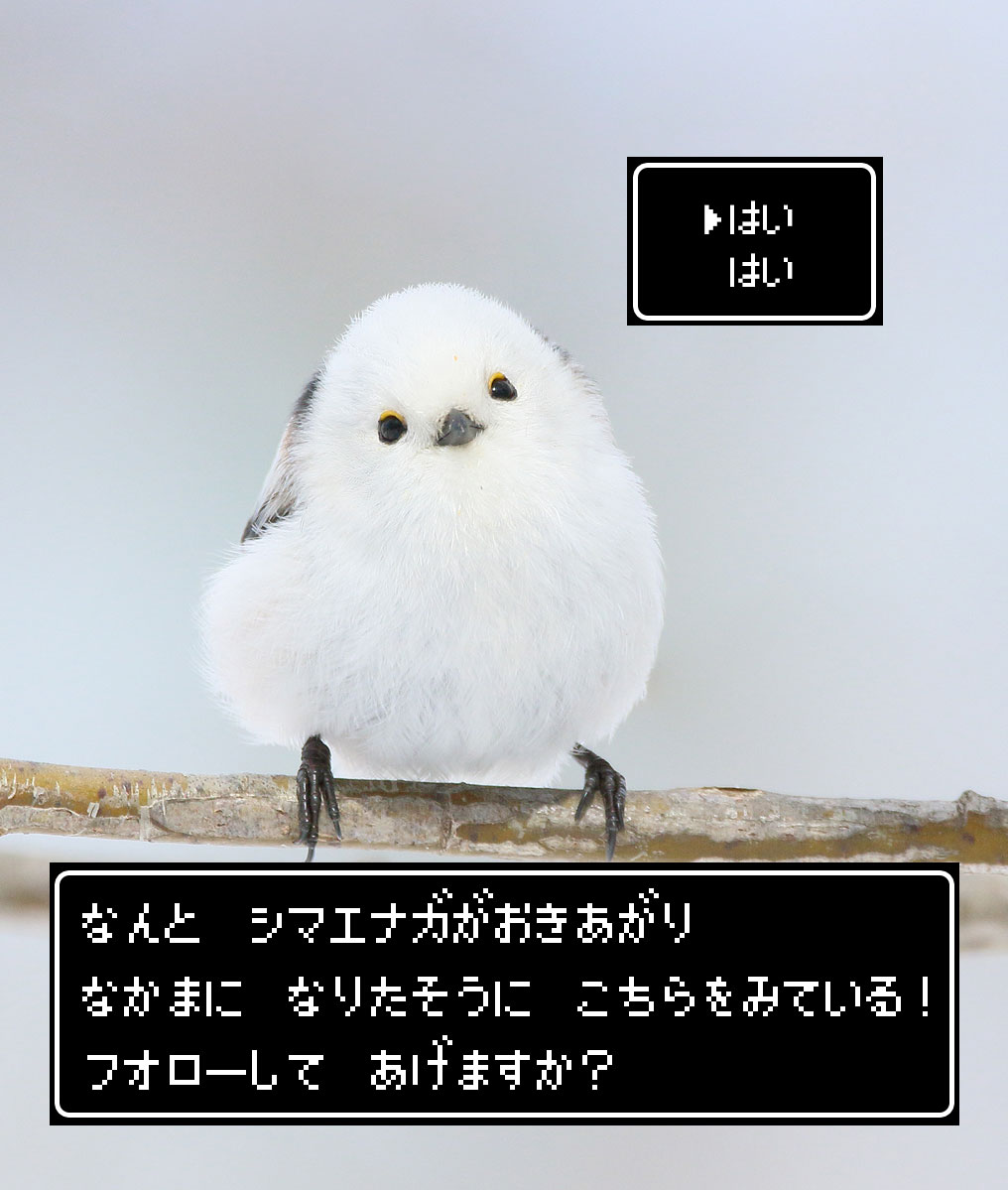 daily_simaenaga's tweet photo. フォローしてあげてください https://t.co/ofYgHTJ23C