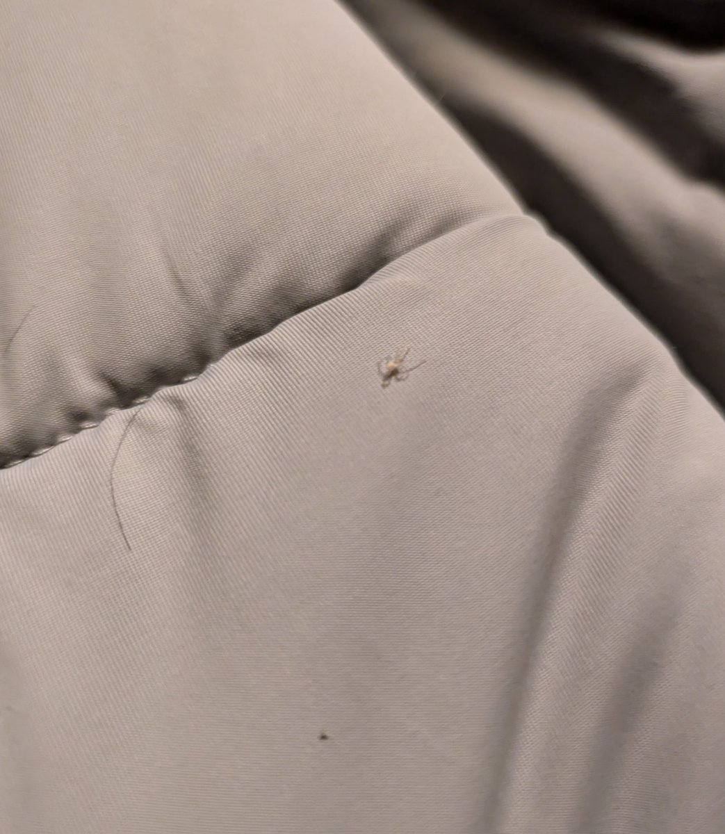 batsnjoints's tweet photo. god forbid a man wanna be spiderman tf 🙄

(the spider btw. tiniest spider ever.) https://t.co/bOlYRKd3K8