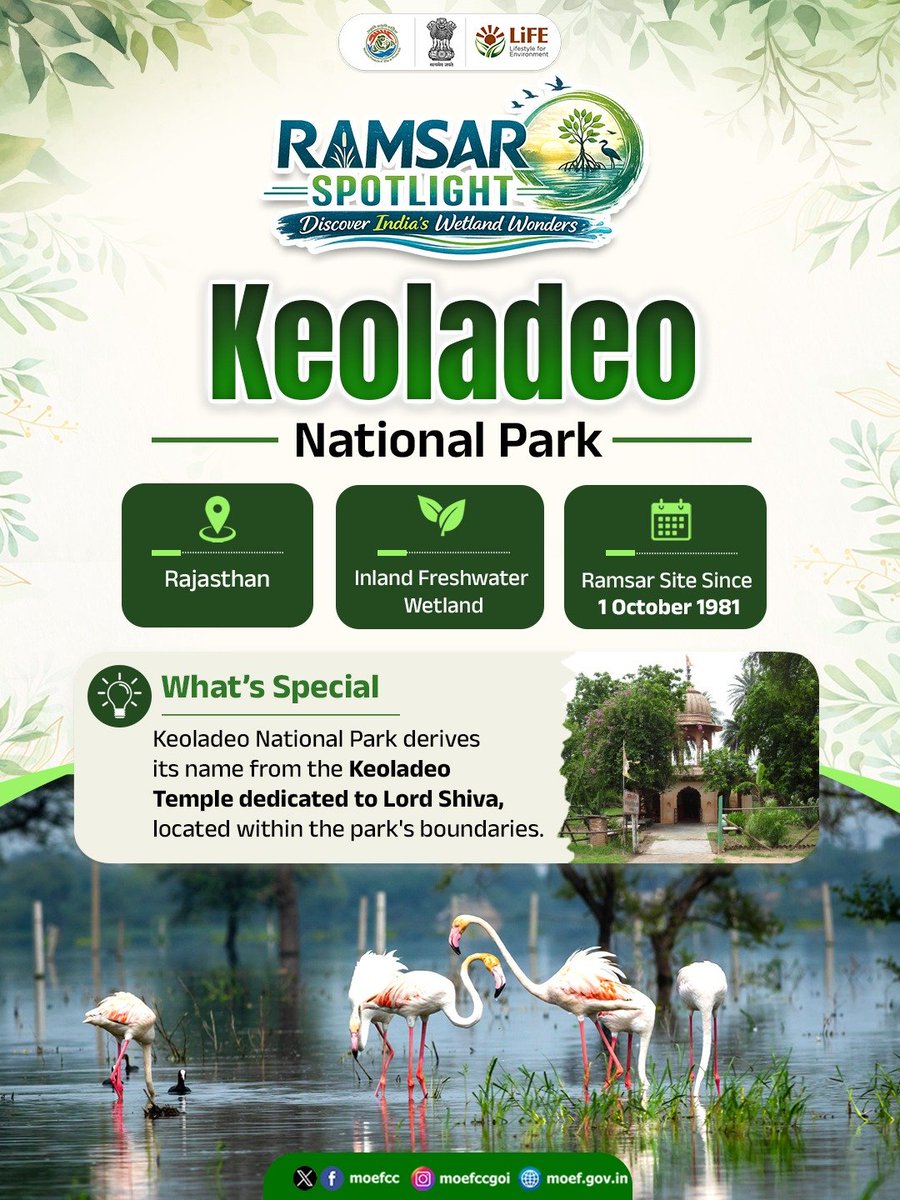 moefcc's tweet photo. Today's #RamsarSpotlight takes us to Keoladeo National Park in Rajasthan.

Established in the 1850s as a royal hunting reserve for the Maharajas and the British, the park is also home to the Keoladeo Temple, dedicated to Lord Shiva.

According to local legend, the temple was built after villagers discovered a buried Shiva Linga beneath a tree where a cow regularly poured its milk. The park is also locally known as "Ghana", referring to its dense canopy.

#WetlandsofIndia