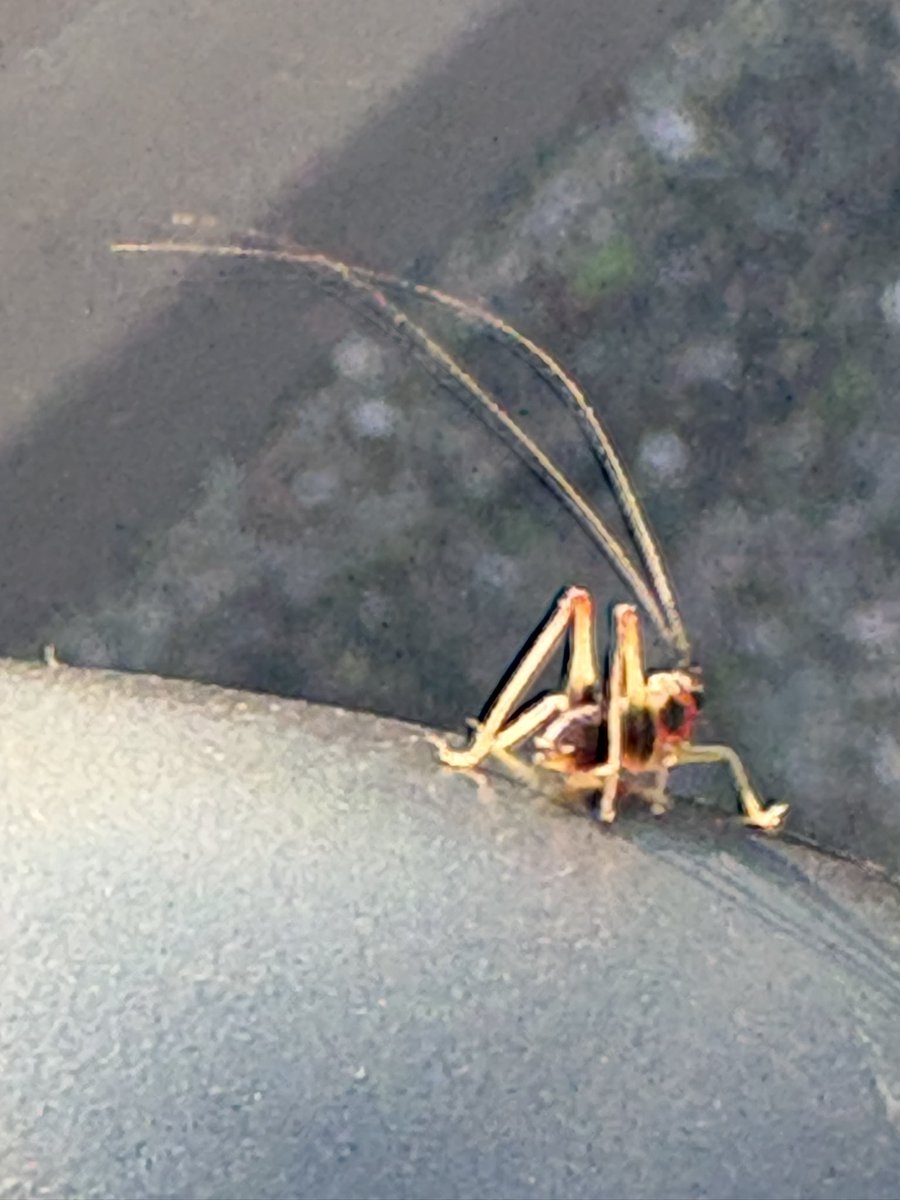 HydraB0B's tweet photo. Those are some serious antennae https://t.co/FLhxrA4IkK