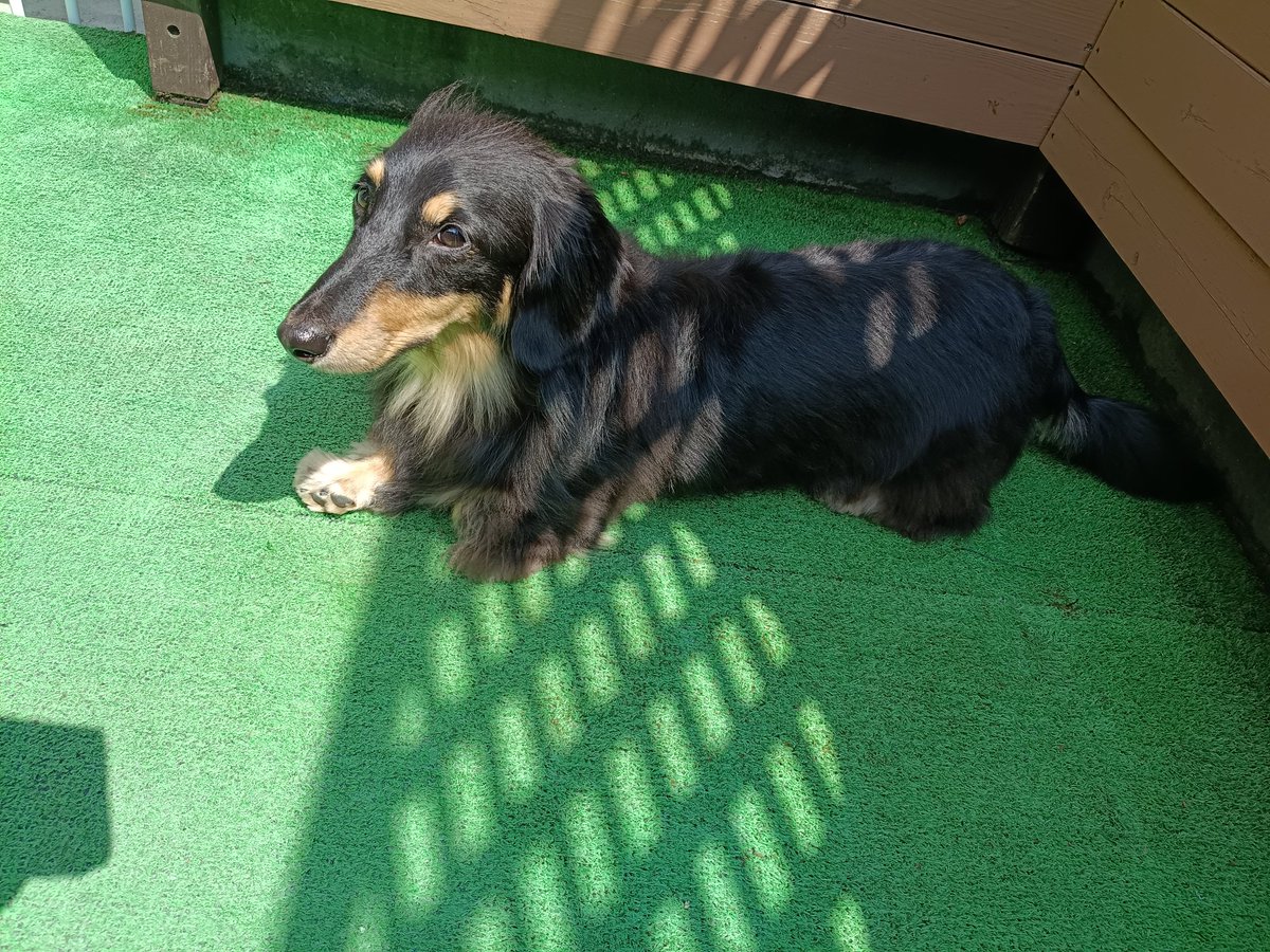 hachibee2024's tweet photo. 暑くてお散歩行けないから
ベランダで少しだけ日向ぼっこ
はっちゃん、真っ黒だから
すぐあつあつ
熱中症気をつけよーね😕

＃ダックスフンド https://t.co/EjNDKkwXto