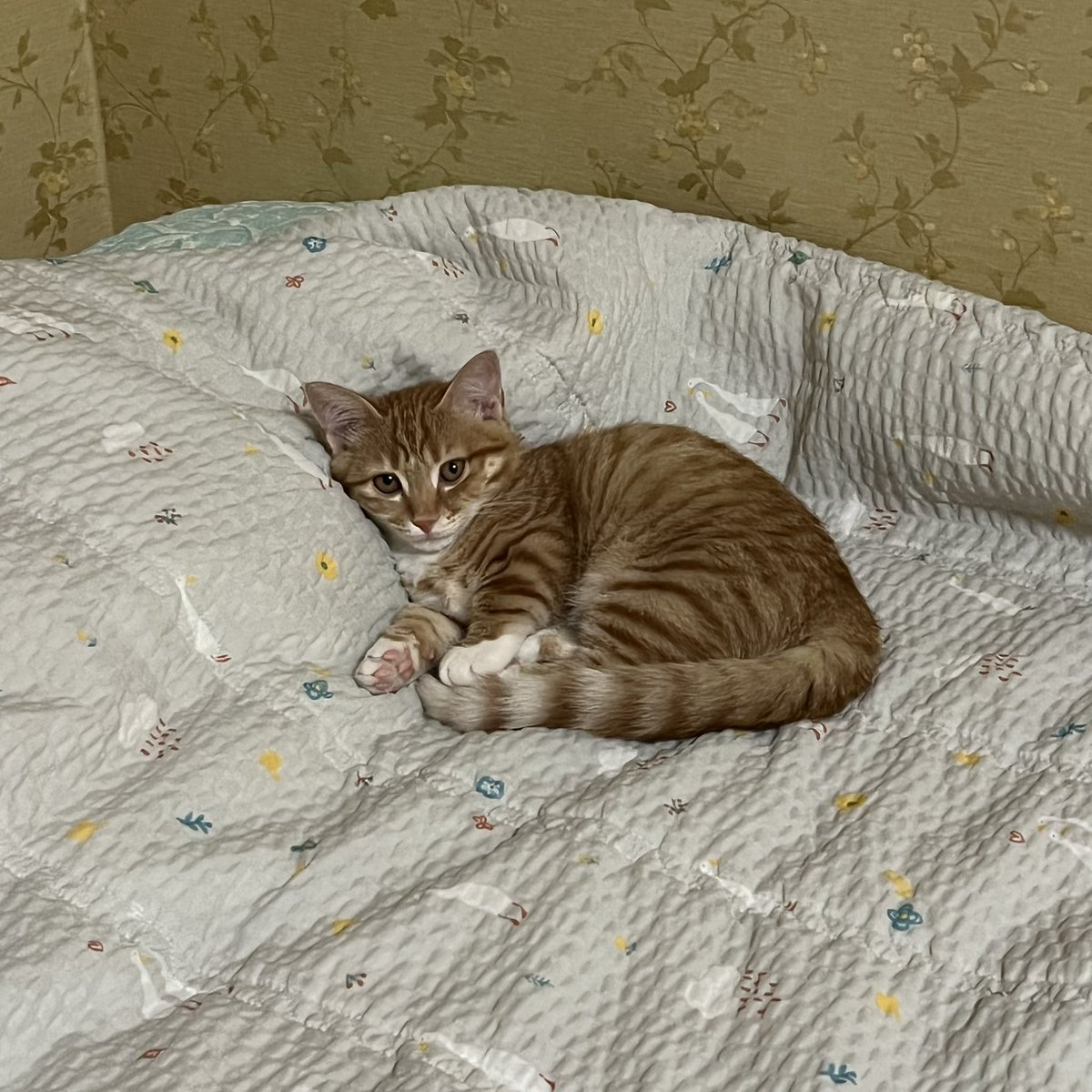gracieunchan's tweet photo. 째째한테서 능이가 보여 신기함 https://t.co/Y4H7qXqK7D