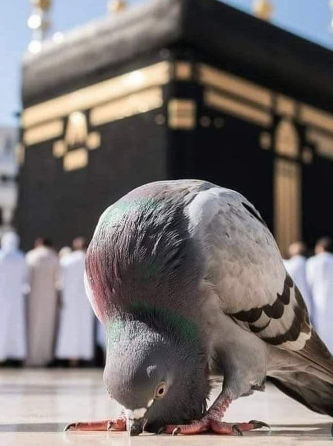 Onsi41's tweet photo. Yes! Certainly, the Help of Allah is near! https://t.co/OKWDscHNgP