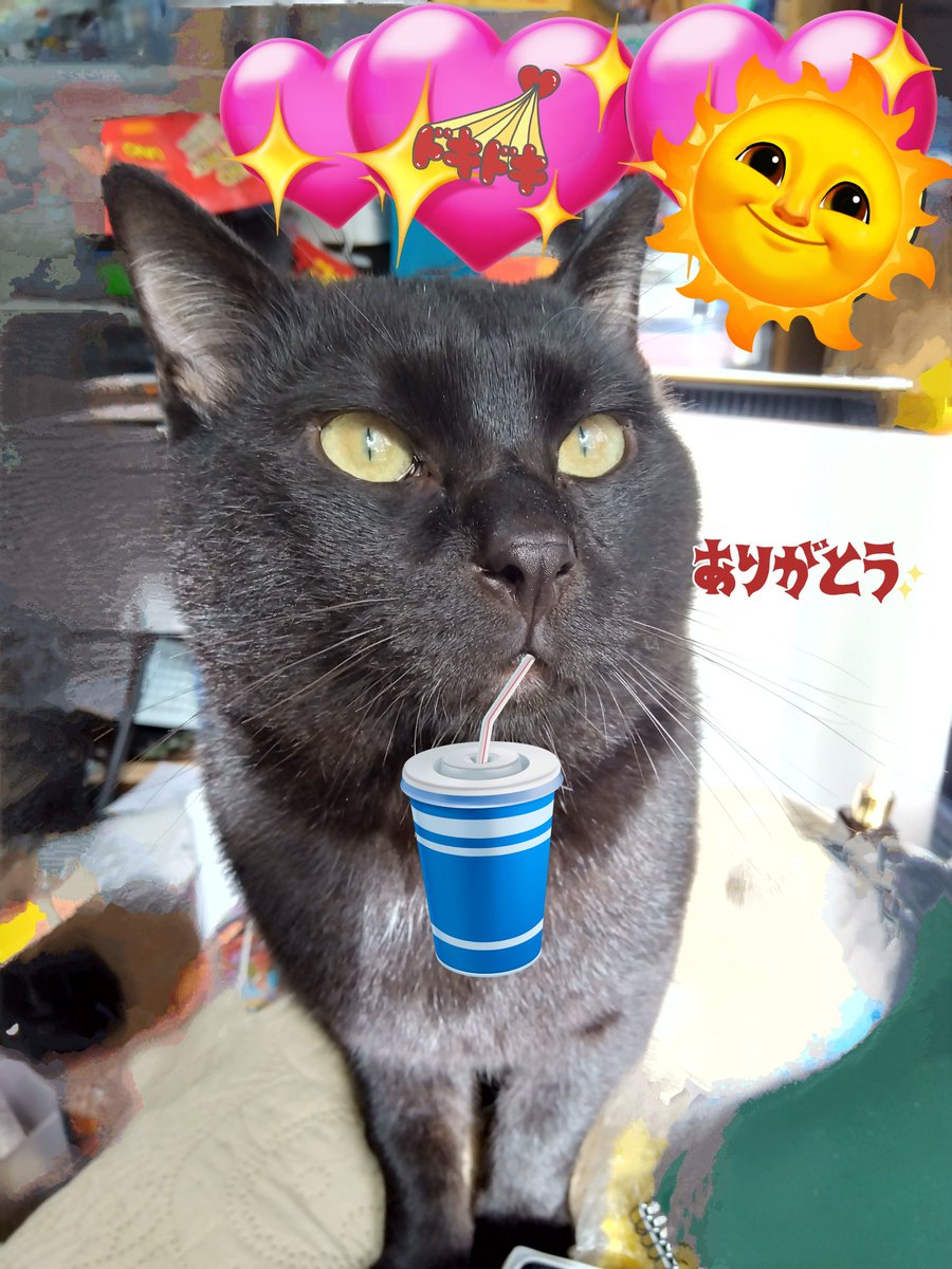 Ari0503m's tweet photo. @yNwbfHTPotjX0EG ししゃもさん

☀こんにちは☀🐾😺🐾🤗
お疲れ様です🧋🍧

本当に暑いですね🫠
溶けちゃいそうですね🤣

ししゃもさん
暑いから体調にはお気を付け
お過ごしくださいね😽😉 https://t.co/zG7exTXf87