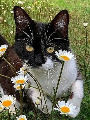 Metanoia100's tweet photo. Happy Wednesday ❤️ 🌈 

#WhiskerWednesday #CatsAreFamily #CatsOfTwitter https://t.co/qk3HCqVZEh