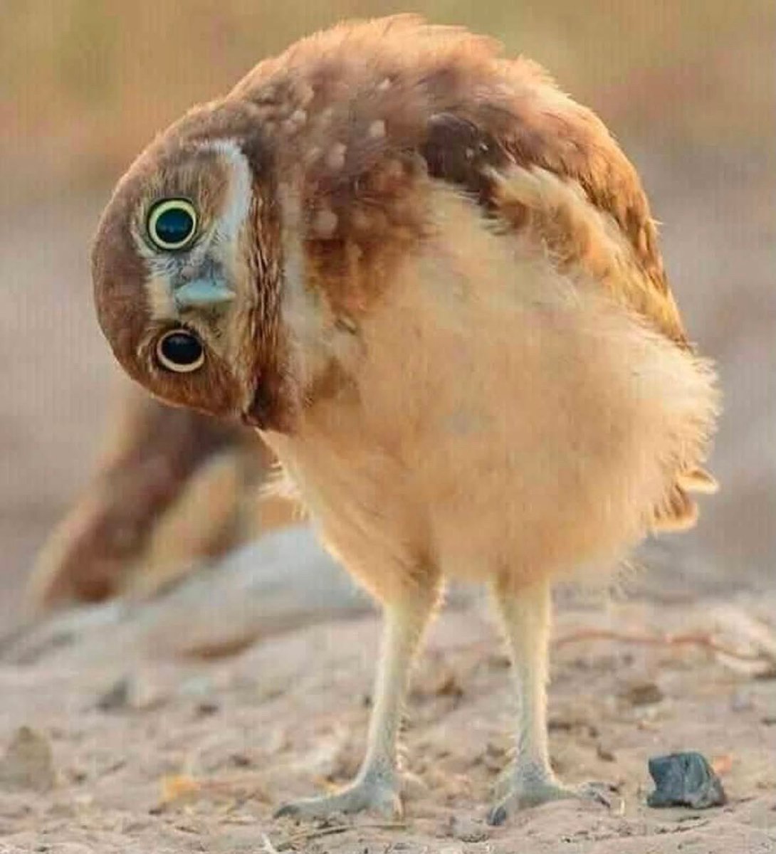 جبخاني tweet media